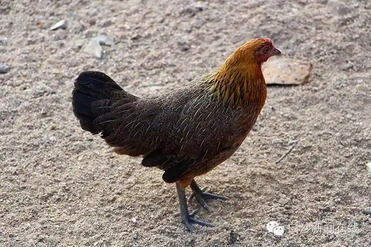 【广西水产渔药虚拟社区】【一路美丽到白沙】白沙美食:山鸡