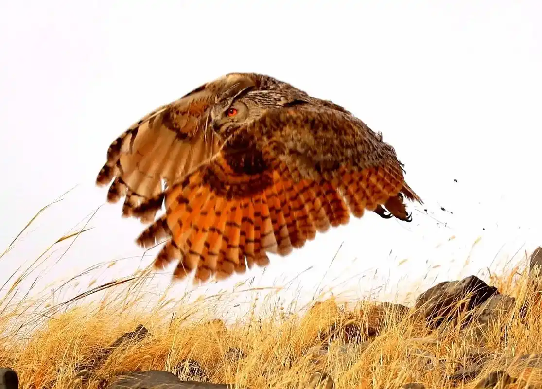 雕鸮,草原上最大的猫头鹰,这只猫头鹰正在孵化自己的小宝宝,拍 - 抖音