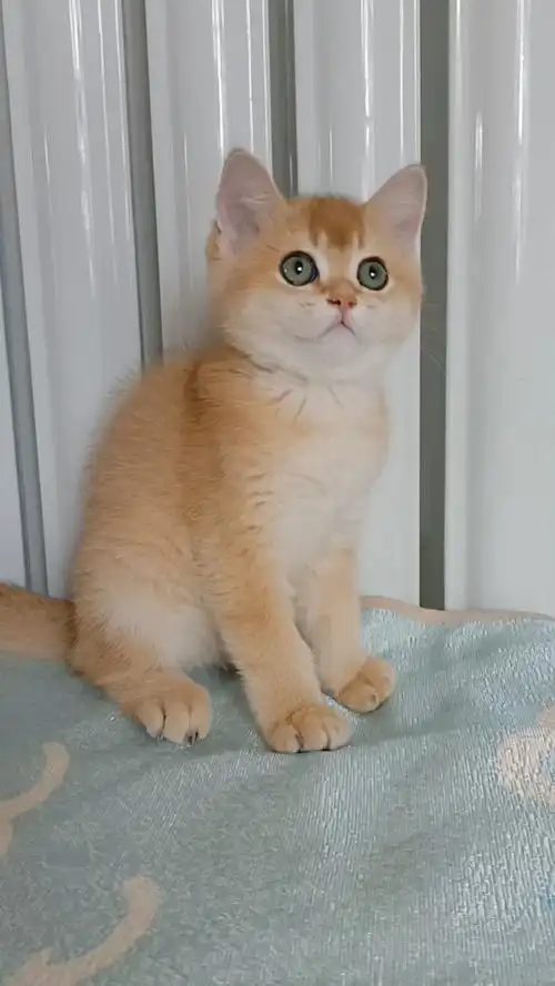 11色金渐层妹妹