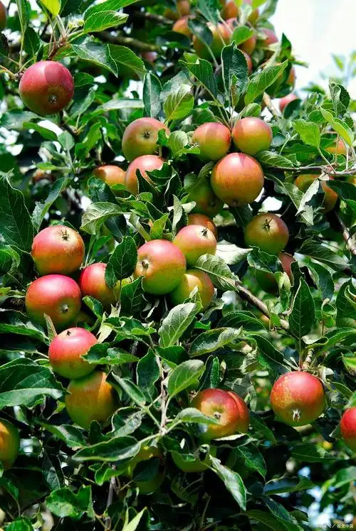 苹果树下,修剪与养护的秘诀——让你的小天地硕果累