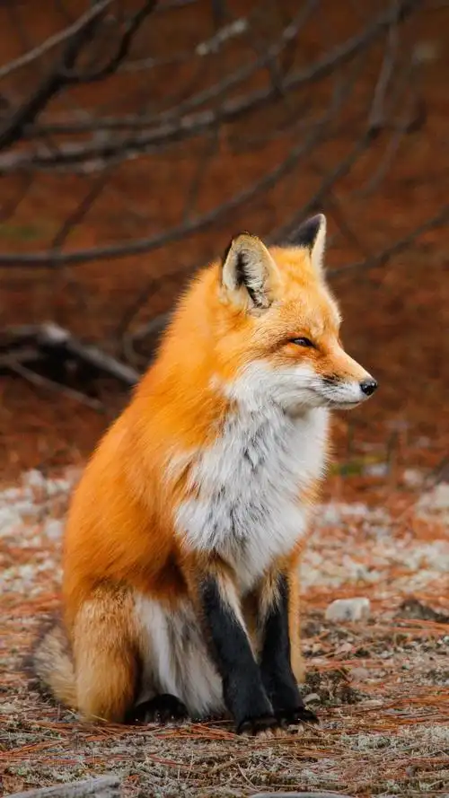 这只红狐好看吧?它可是在东北发现的啊?跑到天山干嘛啦?瞎玩!