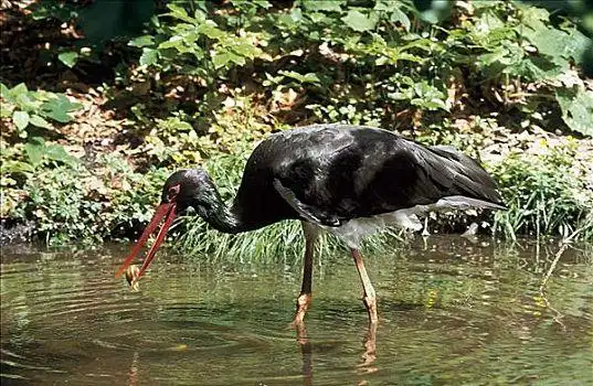 黑色,黑鹳,鸟,水中,捕食,动物