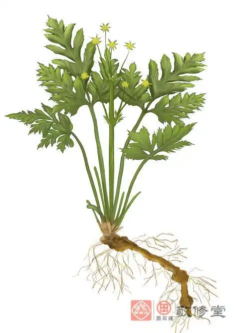 药材黄连,为毛茛科多年生草本植物黄连的干燥根茎,其根连珠而色黄,故