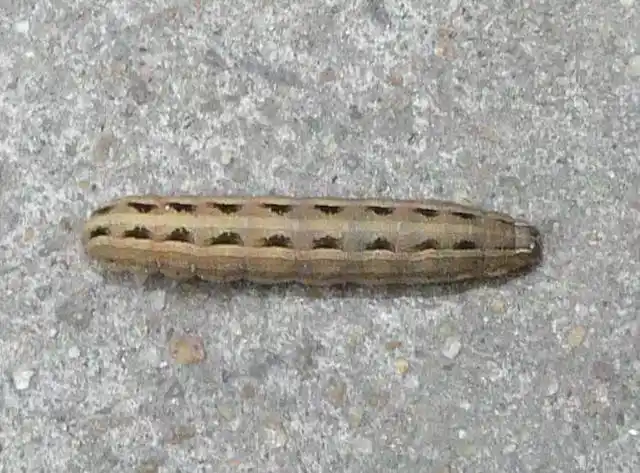 草坪淡剑夜蛾的发生与防治