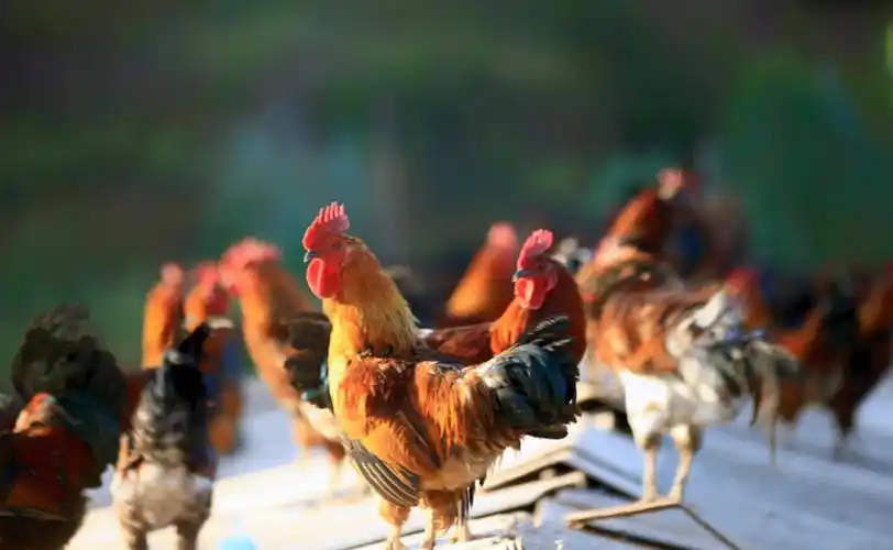 飞上房梁的武定鸡.程保元 摄.jpg