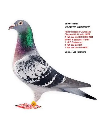 超级利奥_台湾飞鸿集团_ ag188.com爱鸽商城_中国信鸽信息网