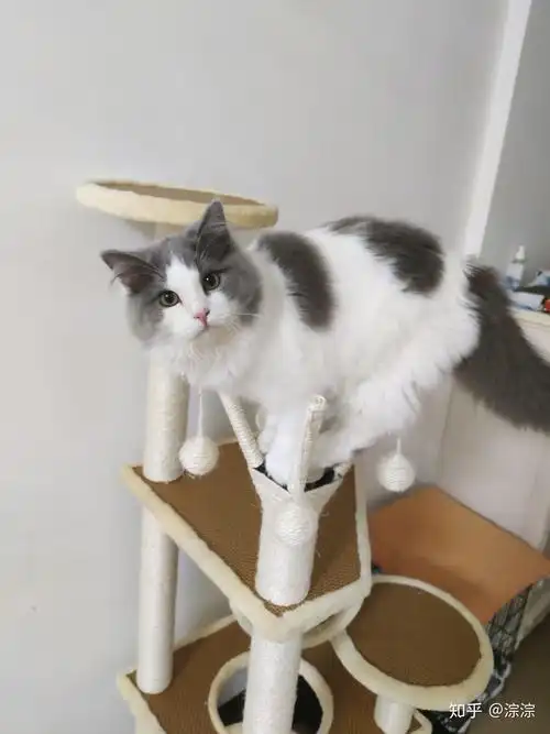 布偶和英短串多少钱? - 知乎