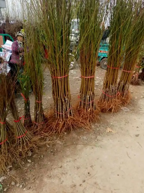 山毛桃树苗 现挖现发质量非常好