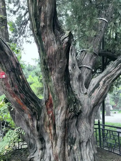 千年九龙柏五代十国时期北京日坛公园