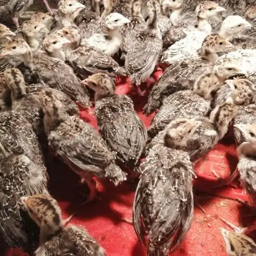 厂家直销大量火鸡苗 批发火鸡苗 脱温火鸡苗疫苗齐全 好饲养