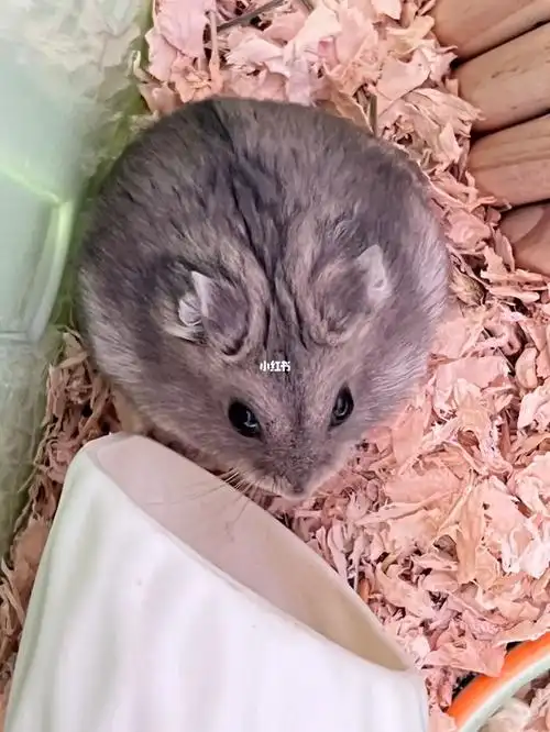 是紫仓还是三线