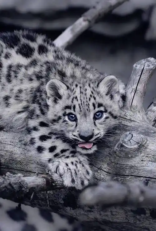 不知道有没有喜欢雪豹的