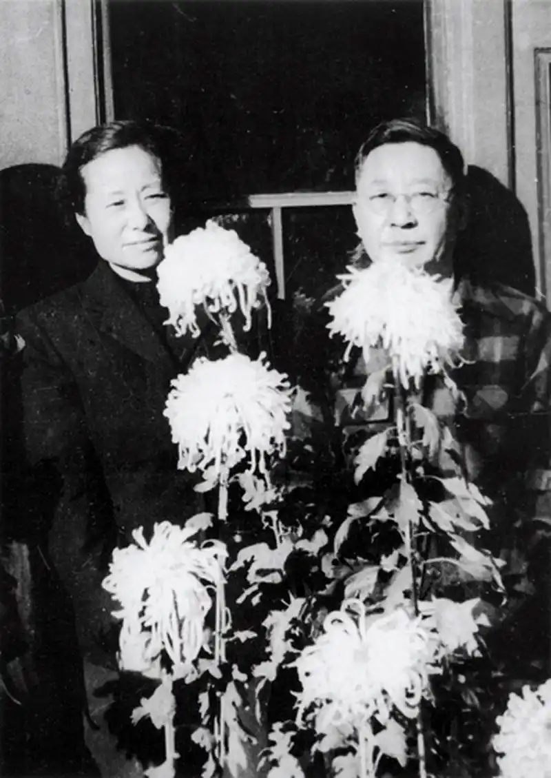 1952年的老舍和胡絜青在院内菊花丛中游玩.