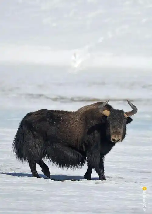 中国牛,是真牛!|动物|考古|野牛|研究所|摄影师_网易订阅