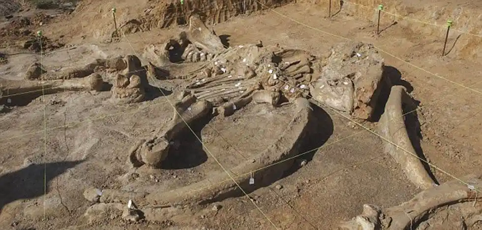 美国农民发现6万年前猛犸象化石 90%骨架完整