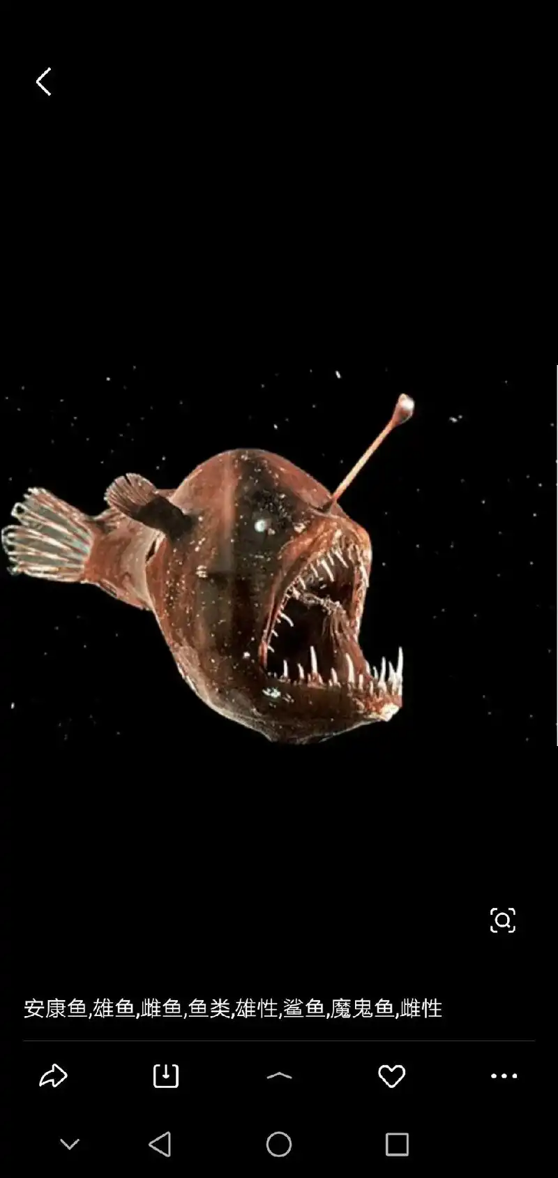 安康鱼炖豆腐 - 抖音