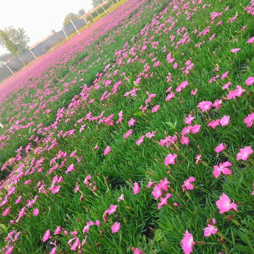 欧石竹种子草坪苗花籽花苗带花盆栽地被植物庭院阳台花卉开花草坪