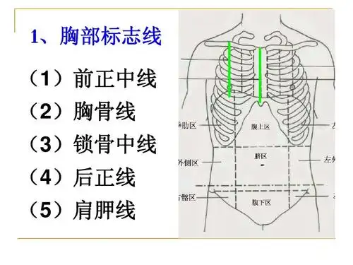 (生工2011)课件ppt 1,胸部标志线 (1)前正中线 (2)胸骨线 (3)锁骨中线