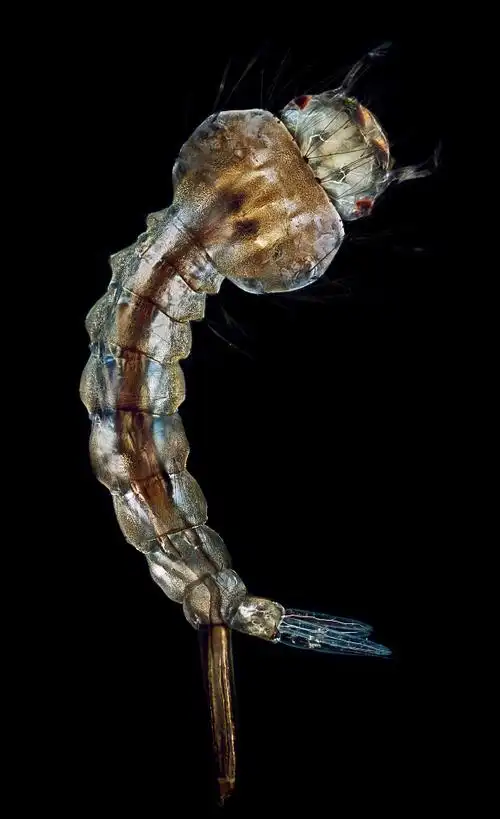 一个完整的蚊子幼虫(库蚊属),大小约1厘米