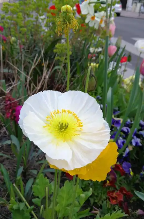 婀娜多姿虞美人比利时国花.