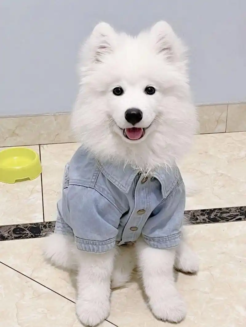 狼版还是熊版萨摩耶 以前不知道还分版 养了77之后好多人问他是熊版