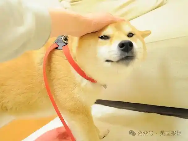 全球最知名狗狗去世!因doge表情包爆火十几年,见证一代人