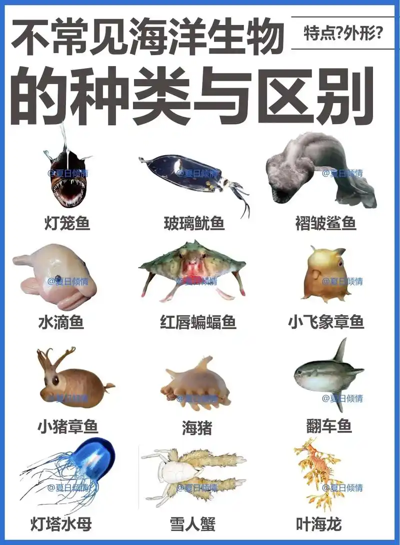 不常见海洋生物的种类与区别.很少见的海洋生物 bgm—vi - 抖音