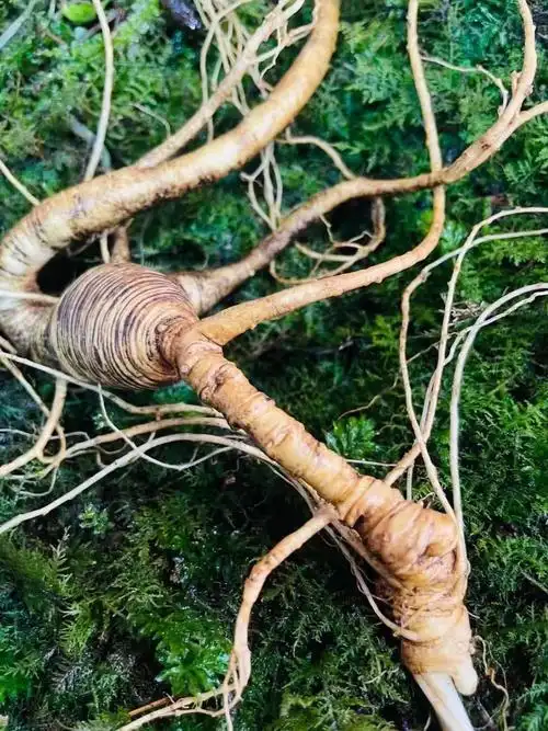 林下参芦碗紧密皮老纹深漂亮