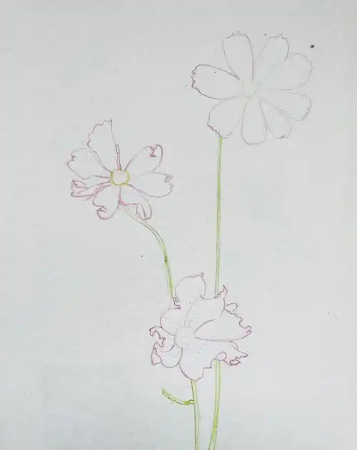 彩铅写生格桑花