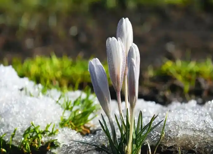 四月以来冰雪融化万物复苏草儿渐渐绿了风渐渐柔和了大面积生长着的野