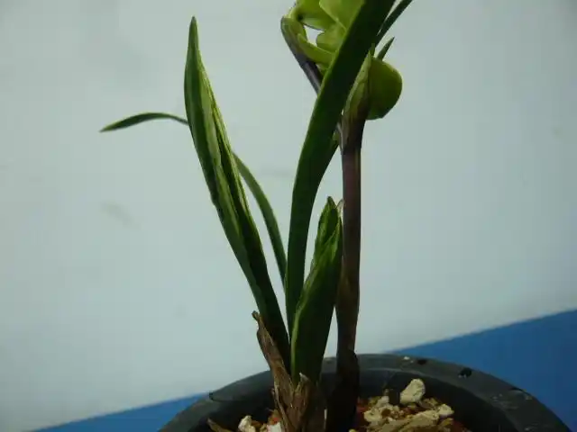 己开花-高档水晶梅瓣 - 中国兰花交易网