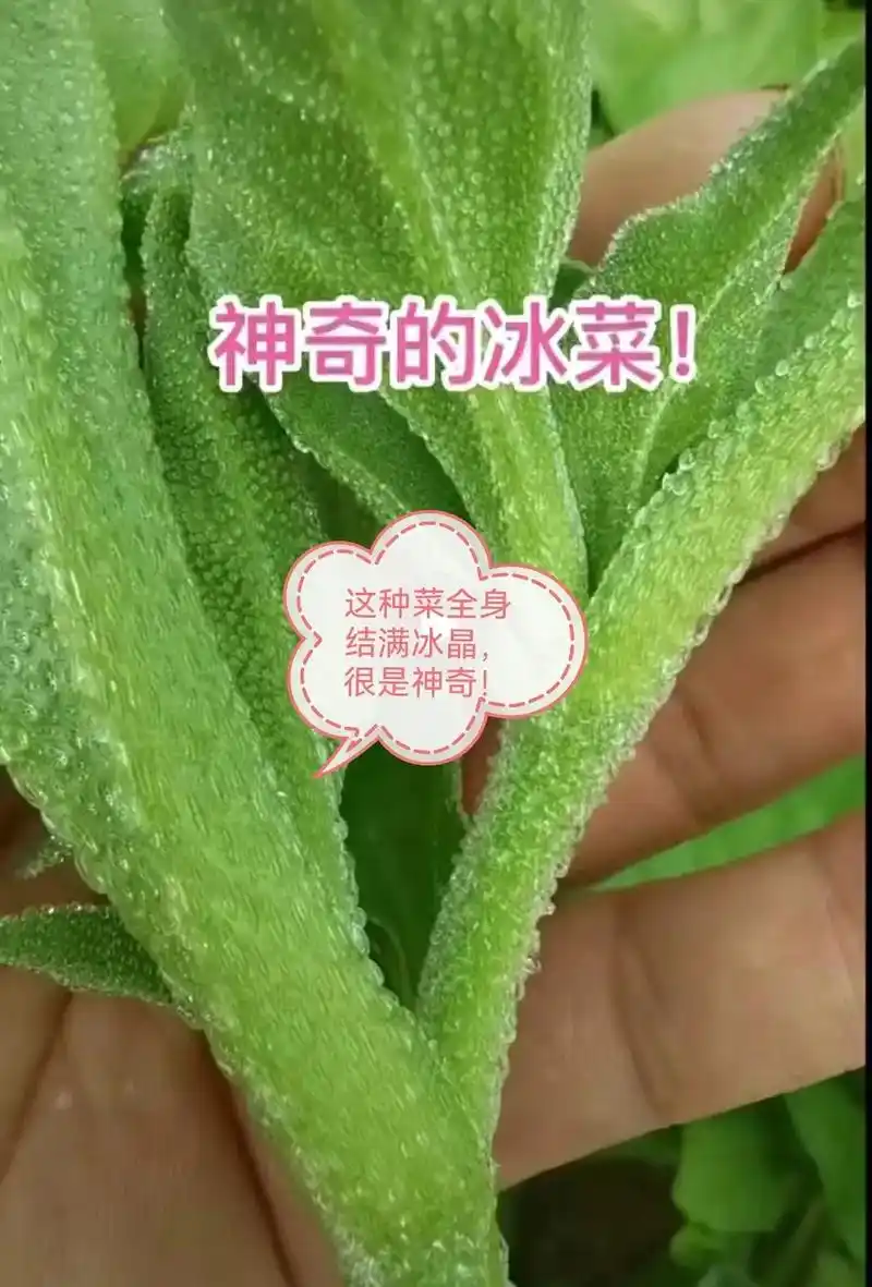 冰草,也叫冰菜,洗干净配一点沙拉酱可以当水果吃 - 抖音