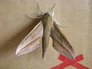 展开全部 背线天蛾 翅面有多条平行的斜线,前翅近前缘及胸背板有数枚