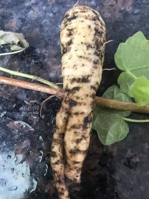 重年的五指山参如此强壮,可以大补了!