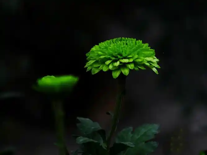 这菊花绿的可以! - 自由自在的渔夫 - 图虫