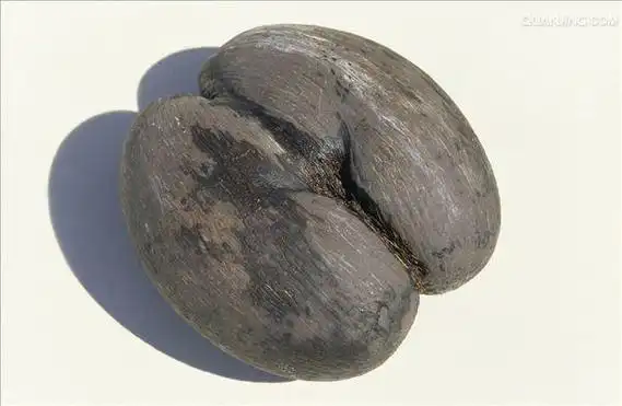 p>海椰子(lodoicea maldivica)亦称 a href="#" data-lemmaid="