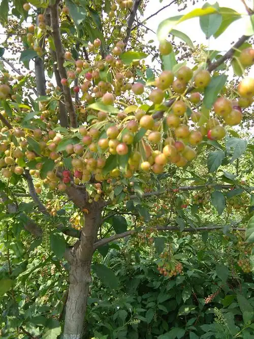 开心果树苗价格行情2019年最新开心果苗基地批发报价