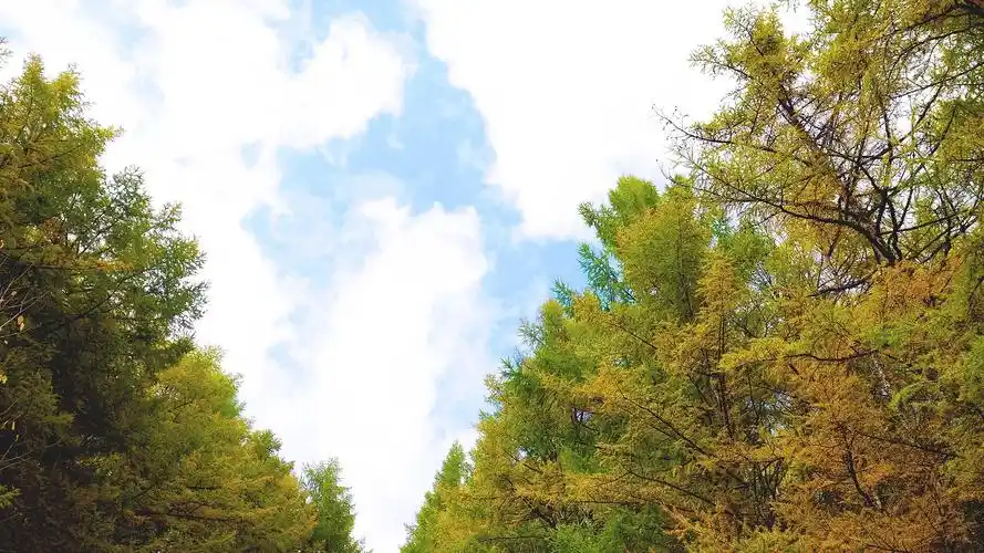 4k实拍秋天蓝天白云秋林树景视频素材秋天落叶风景实拍