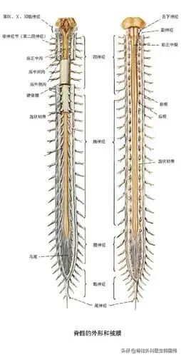 【脊髓对人体各功能的意义】首先,脊髓所在.