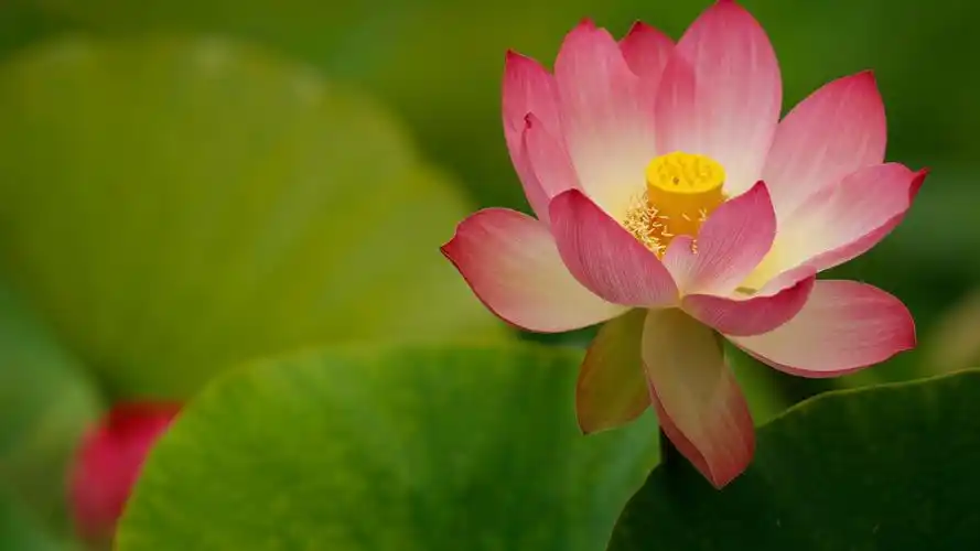 夏日荷花唯美图片电脑桌面壁纸高清大图预览1920x1080_植物壁纸下载