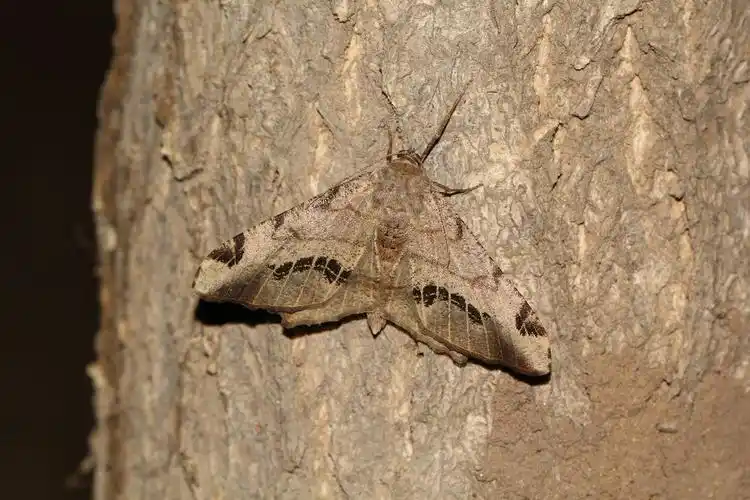 国槐尺蠖及频振式杀虫灯科普