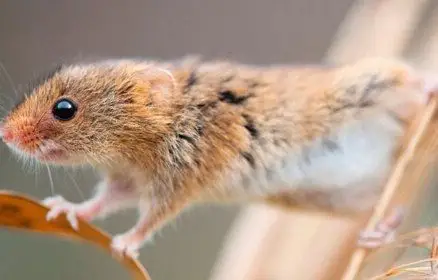 世界上最小的老鼠巢鼠仅8g短小精悍
