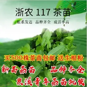 龙井43号乌牛早中茶108号浙农117号中黄1号黄金芽安吉白茶茶苗批