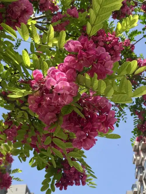 红花洋槐(香花槐)