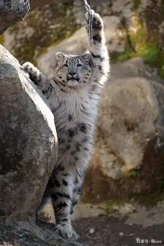 雪豹大猫的小时候看上去总是智商不在线,一副不太聪明的亚子