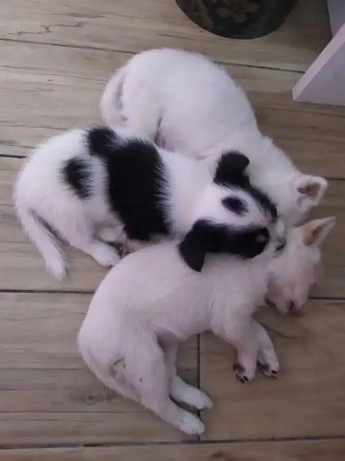 了大长腿是小白的女儿也是陪伴我们最久的小小白这孩子特别活泼热情