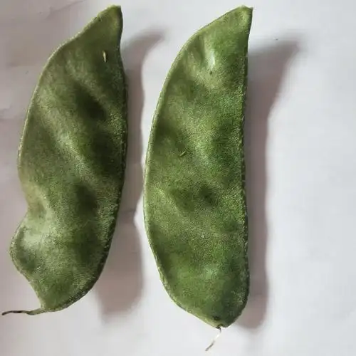 新摘眉豆角猪耳扁豆角扁芸豆柴扁豆新鲜食材整箱生鲜3/5斤装 3斤装