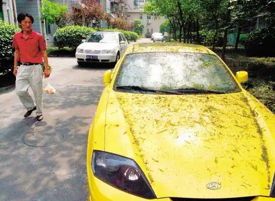 居民不敢在树阴下停车 虫子分泌物掉车上难清洗
