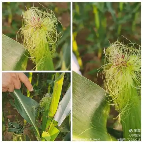 【北中暑假生活技能学习作业展】学习给玉米授粉