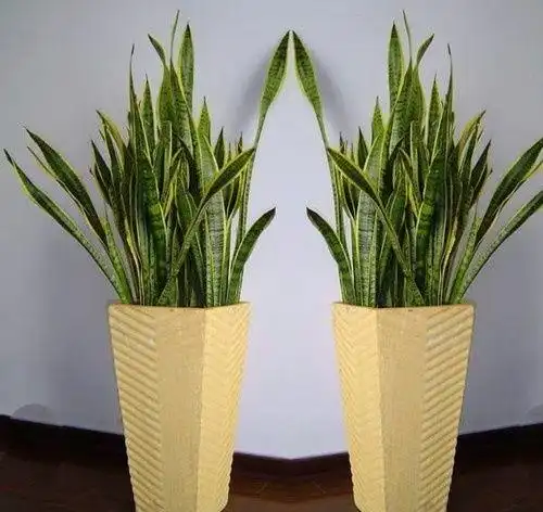 虎皮兰的风水作用 家中养殖虎皮兰的好处